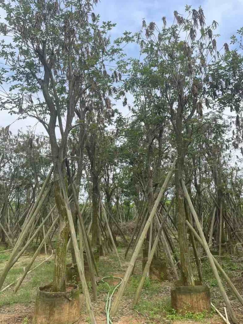 多花黄花风铃木12～20公分基地直销规格齐全欢迎老板来电