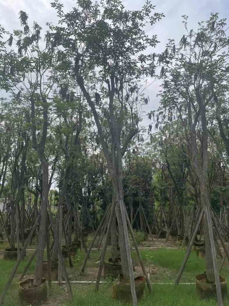 多花黄花风铃木12～20公分基地直销规格齐全欢迎老板来电