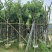 宫粉紫荆7～15公分基地直销规格齐全欢迎老板来电咨询合作