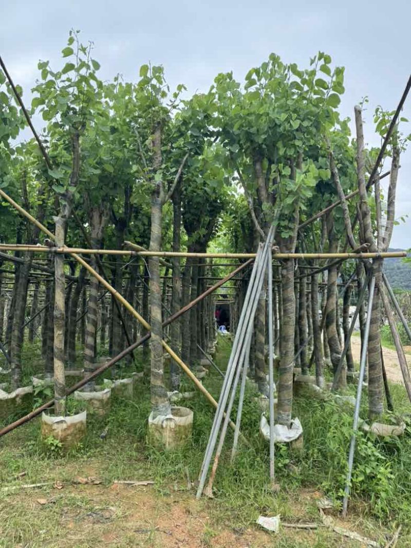 宫粉紫荆7～15公分基地直销规格齐全欢迎老板来电咨询合作