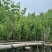 宫粉紫荆7～15公分基地直销规格齐全欢迎老板来电咨询合作