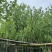 宫粉紫荆7～15公分基地直销规格齐全欢迎老板来电咨询合作