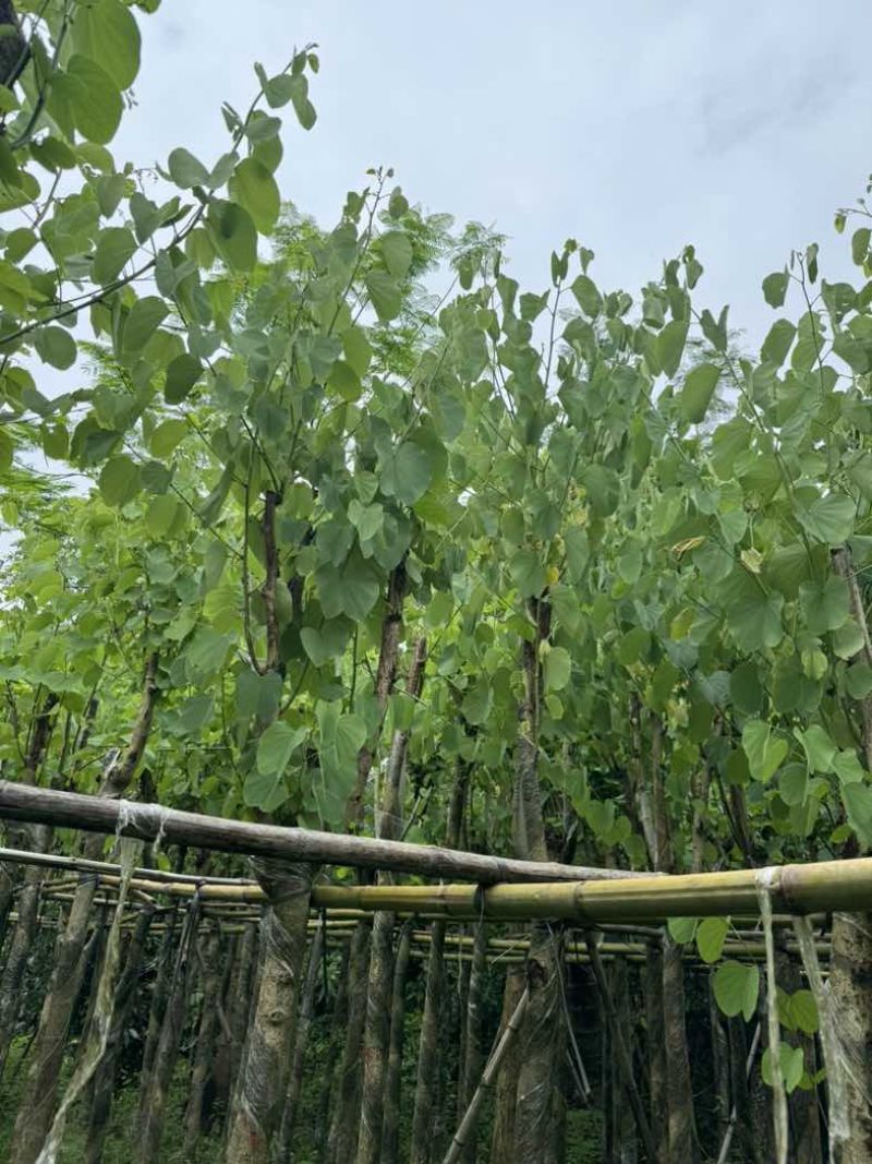 宫粉紫荆7～15公分基地直销规格齐全欢迎老板来电咨询合作