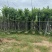 宫粉紫荆7～15公分基地直销规格齐全欢迎老板来电咨询合作