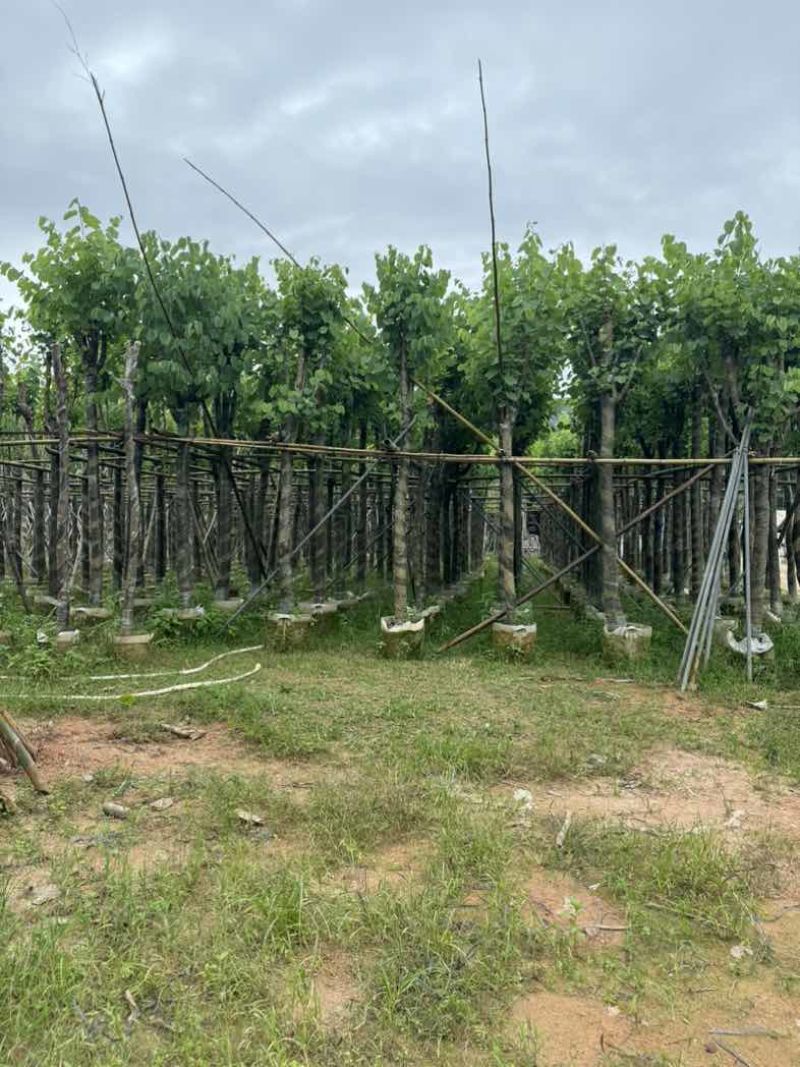 宫粉紫荆7～15公分基地直销规格齐全欢迎老板来电咨询合作