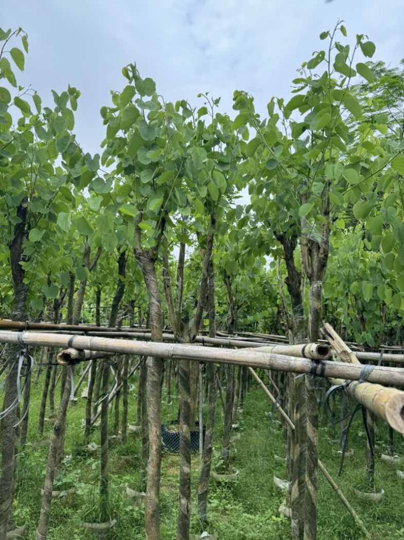 宫粉紫荆7～15公分基地直销规格齐全欢迎老板来电咨询合作