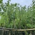宫粉紫荆7～15公分基地直销规格齐全欢迎老板来电咨询合作