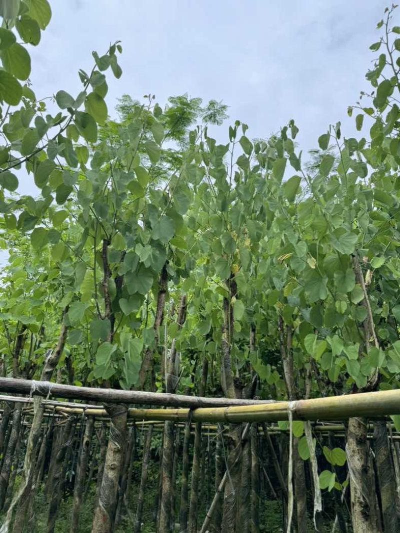 宫粉紫荆7～15公分基地直销规格齐全欢迎老板来电咨询合作