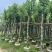 宫粉紫荆7～15公分基地直销规格齐全欢迎老板来电咨询合作