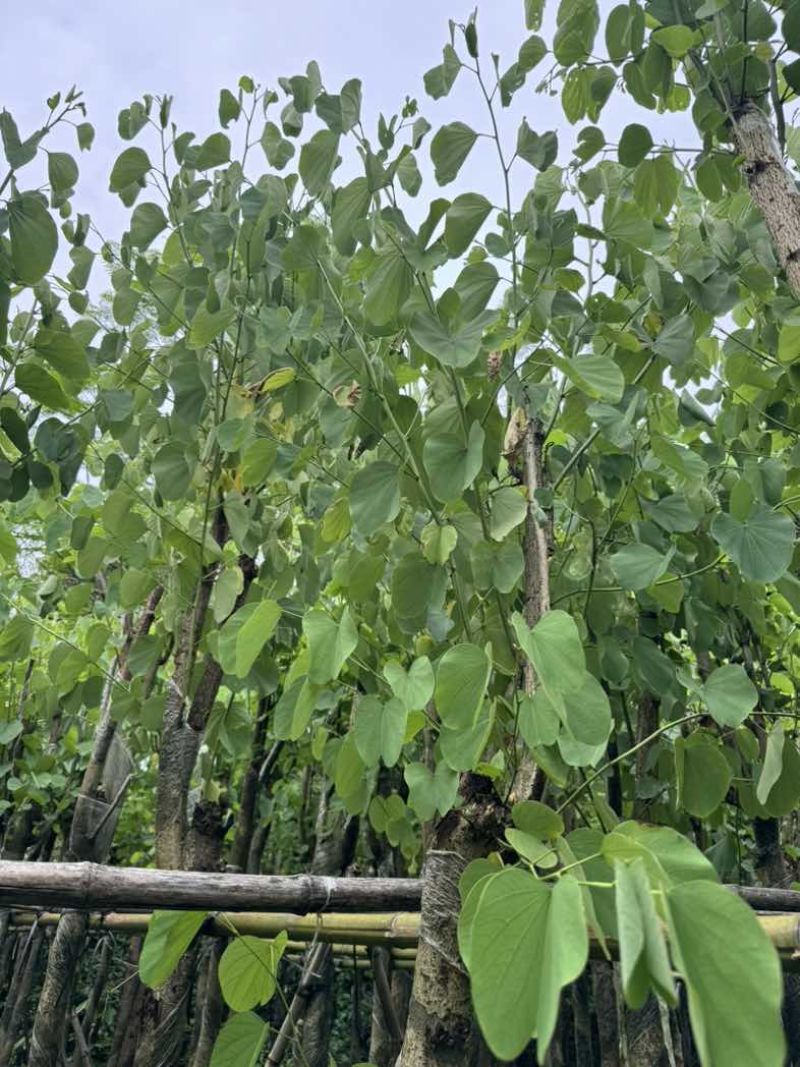 宫粉紫荆7～15公分基地直销规格齐全欢迎老板来电咨询合作