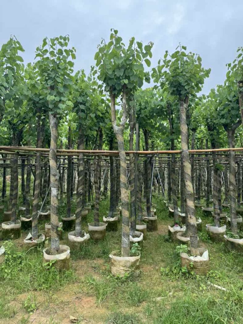 宫粉紫荆7～15公分基地直销规格齐全欢迎老板来电咨询合作