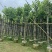 宫粉紫荆7～15公分基地直销规格齐全欢迎老板来电咨询合作