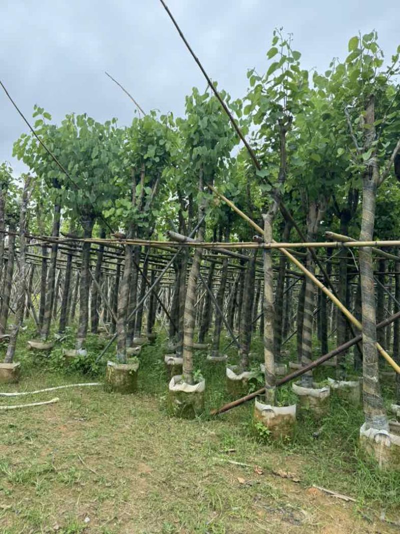 宫粉紫荆7～15公分基地直销规格齐全欢迎老板来电咨询合作