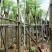 红花楹8～15公分基地直销规格齐全欢迎老板来电咨询合作