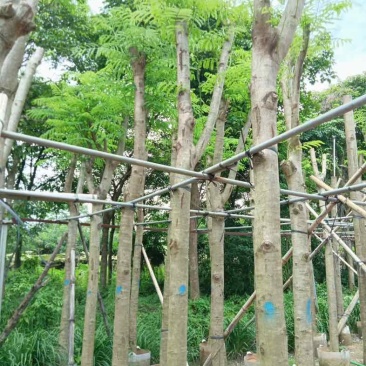 红花楹8～15公分基地直销规格齐全欢迎老板来电咨询合作