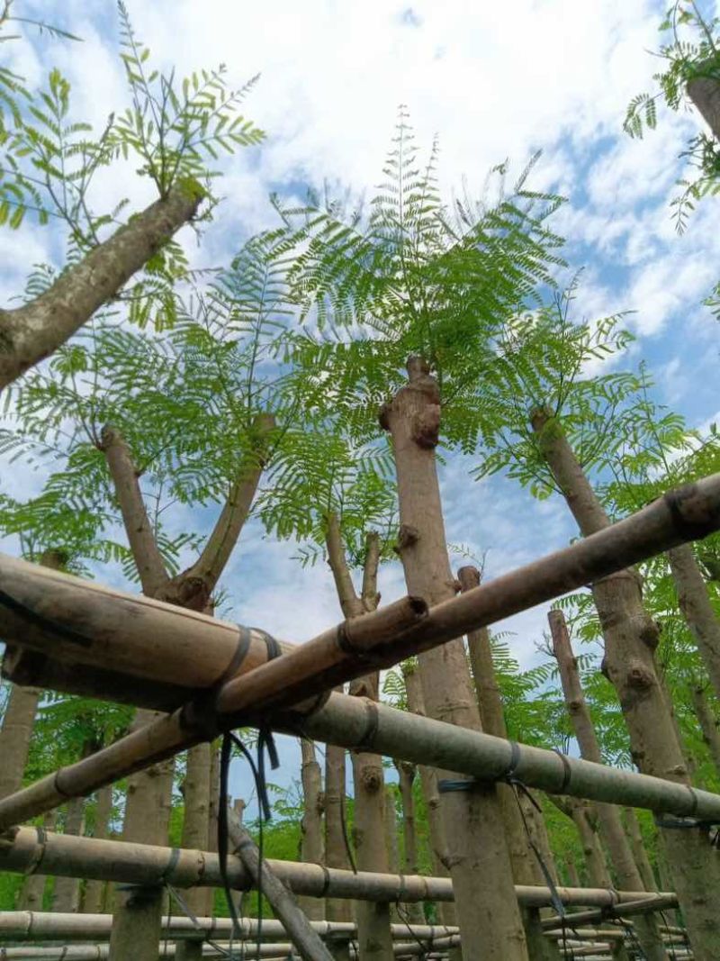 红花楹8～15公分基地直销规格齐全欢迎老板来电咨询合作
