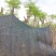 红花楹8～15公分基地直销规格齐全欢迎老板来电咨询合作