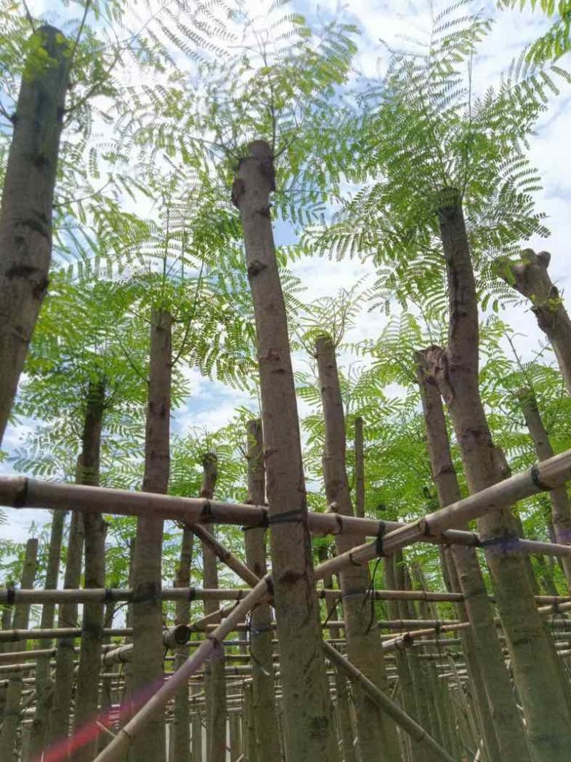 红花楹8～15公分基地直销规格齐全欢迎老板来电咨询合作