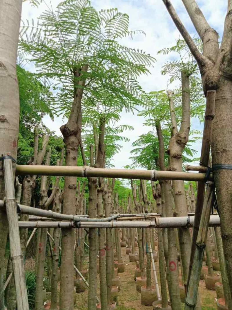 红花楹8～15公分基地直销规格齐全欢迎老板来电咨询合作
