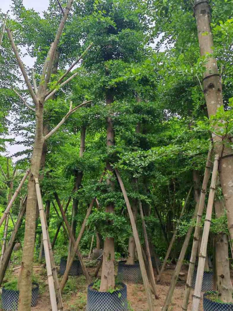 造托小叶榄仁树基地直销规格齐全欢迎老板来电咨询合作