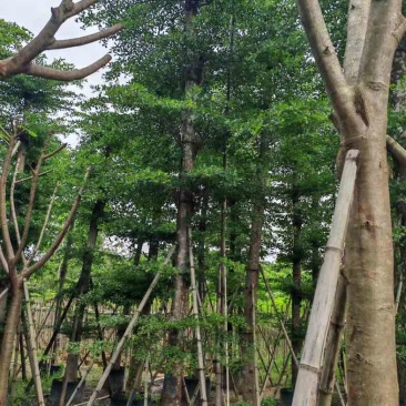 造托小叶榄仁树基地直销规格齐全欢迎老板来电咨询合作
