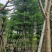 造托小叶榄仁树基地直销规格齐全欢迎老板来电咨询合作