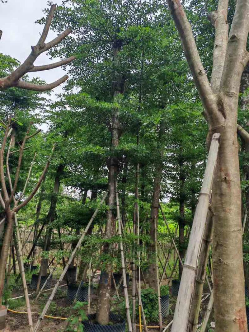 造托小叶榄仁树基地直销规格齐全欢迎老板来电咨询合作