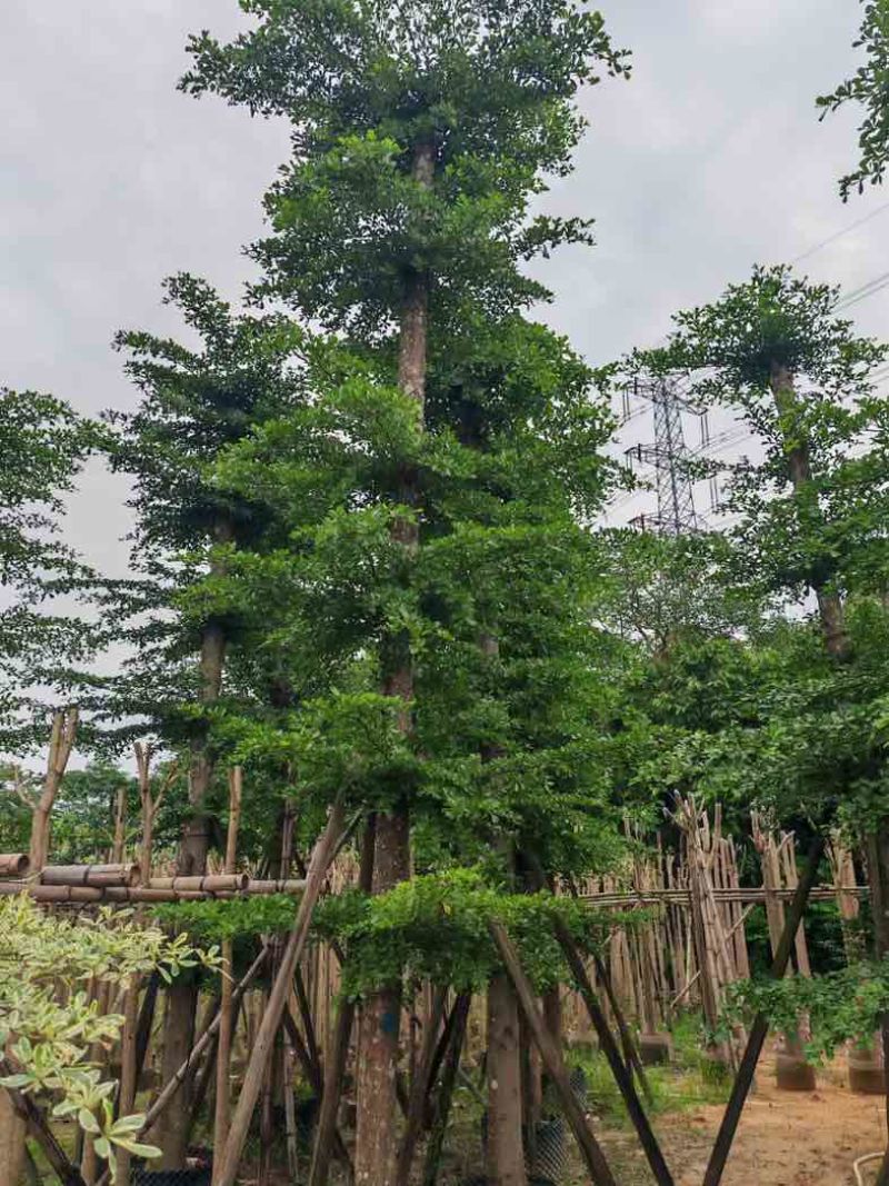 造托小叶榄仁树基地直销规格齐全欢迎老板来电咨询合作