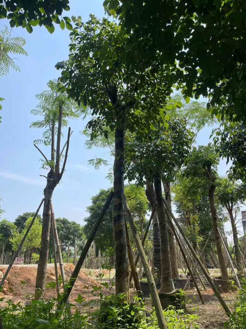 秋枫树15～50公分基地直销规格齐全欢迎老板来电咨询合作