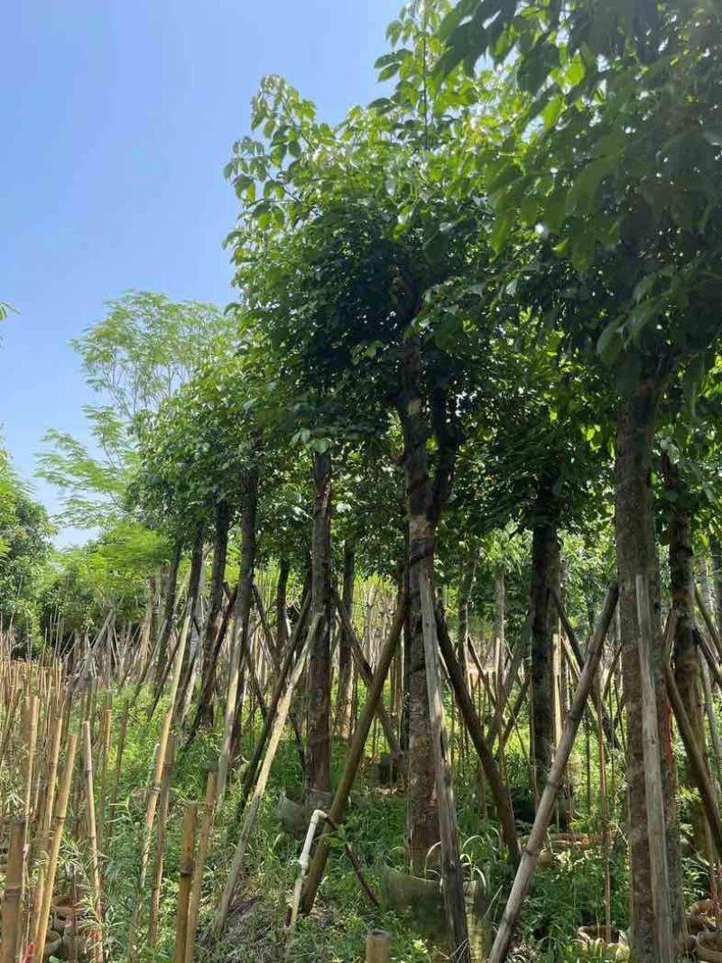 秋枫树15～50公分基地直销规格齐全欢迎老板来电咨询合作