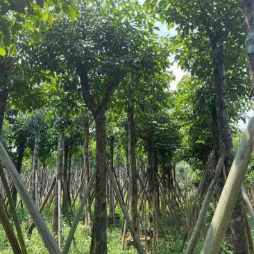 秋枫树15～50公分基地直销规格齐全欢迎老板来电咨询合作