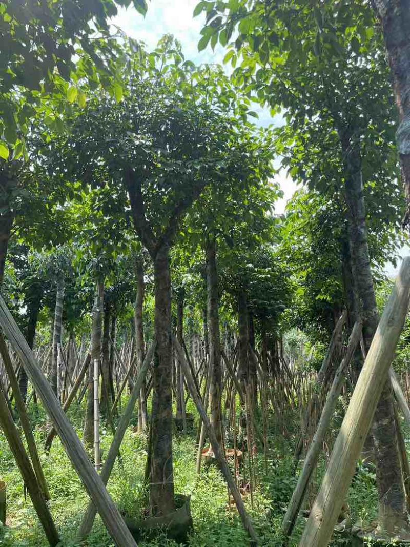 秋枫树15～50公分基地直销规格齐全欢迎老板来电咨询合作