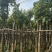 重阳木基地直销规格齐全欢迎老板来电咨询合作