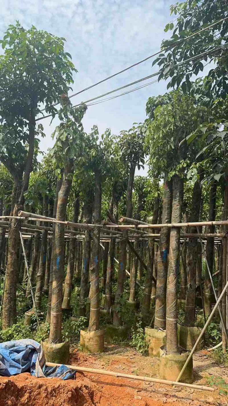 重阳木基地直销规格齐全欢迎老板来电咨询合作
