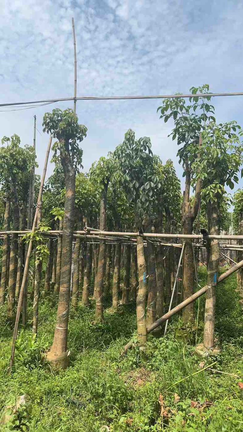 重阳木基地直销规格齐全欢迎老板来电咨询合作