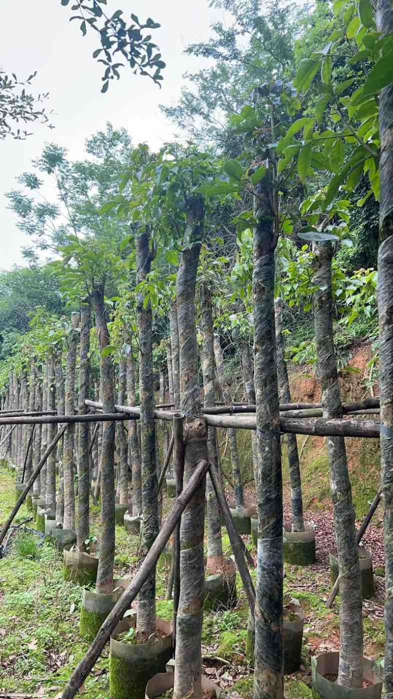 重阳木基地直销规格齐全欢迎老板来电咨询合作