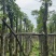 重阳木基地直销规格齐全欢迎老板来电咨询合作