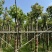 秋枫10～12公分基地直销规格齐全欢迎老板来电咨询合作