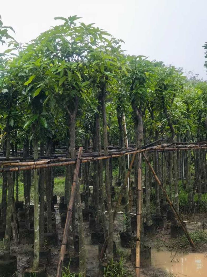 芒果树5～15公分基地直销规格齐全欢迎老板来电咨询合作