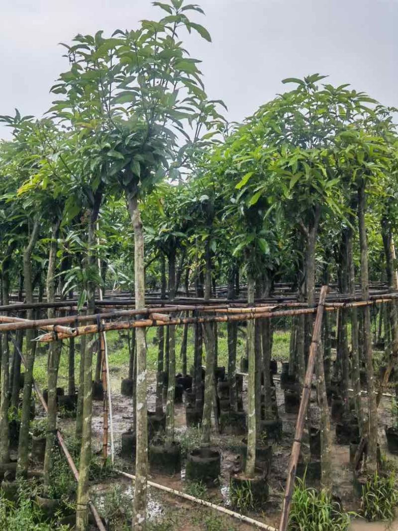 芒果树5～15公分基地直销规格齐全欢迎老板来电咨询合作