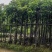 芒果树5～15公分基地直销规格齐全欢迎老板来电咨询合作
