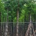 黄山栾树10～15公分基地直销规格齐全欢迎老板来电咨询