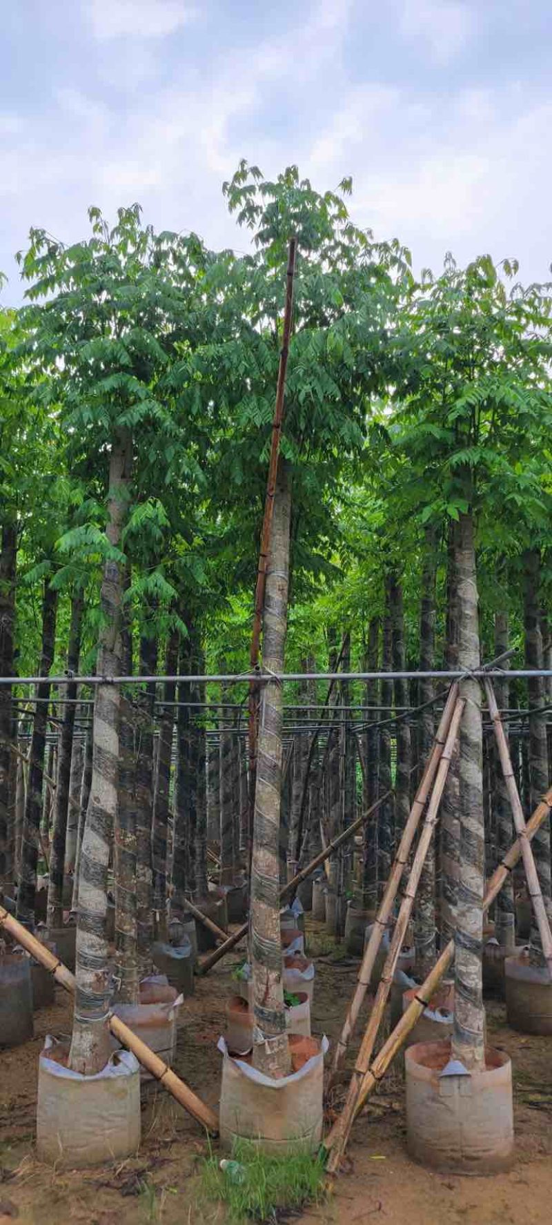 黄山栾树10～15公分基地直销规格齐全欢迎老板来电咨询