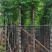 黄山栾树10～15公分基地直销规格齐全欢迎老板来电咨询