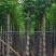黄山栾树10～15公分基地直销规格齐全欢迎老板来电咨询