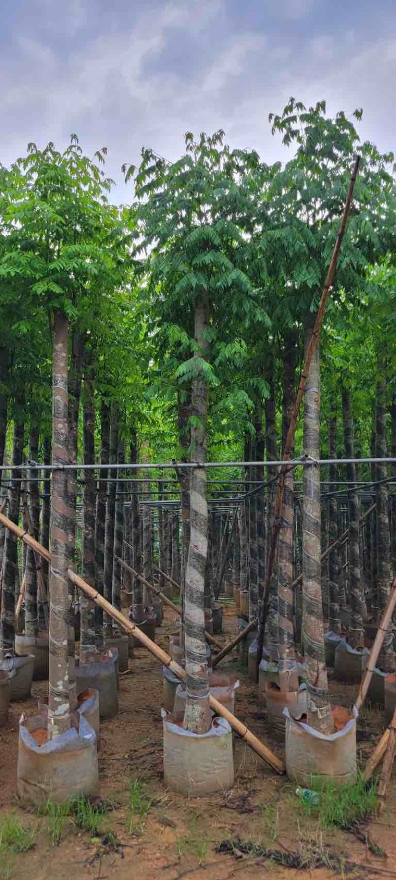 黄山栾树10～15公分基地直销规格齐全欢迎老板来电咨询