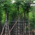 黄山栾树10～15公分基地直销规格齐全欢迎老板来电咨询
