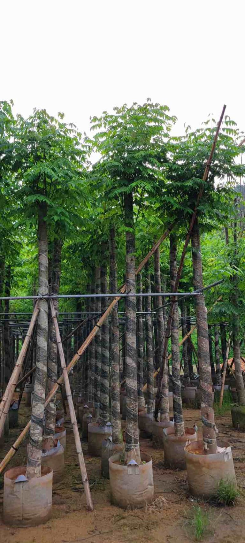 黄山栾树10～15公分基地直销规格齐全欢迎老板来电咨询