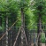 黄山栾树10～15公分基地直销规格齐全欢迎老板来电咨询