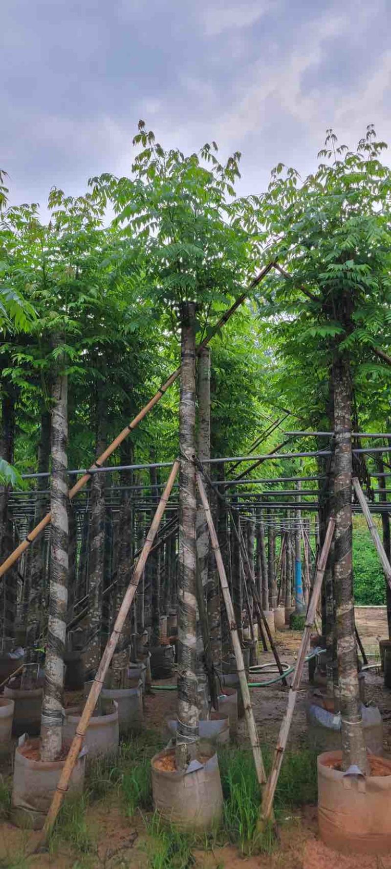 黄山栾树10～15公分基地直销规格齐全欢迎老板来电咨询